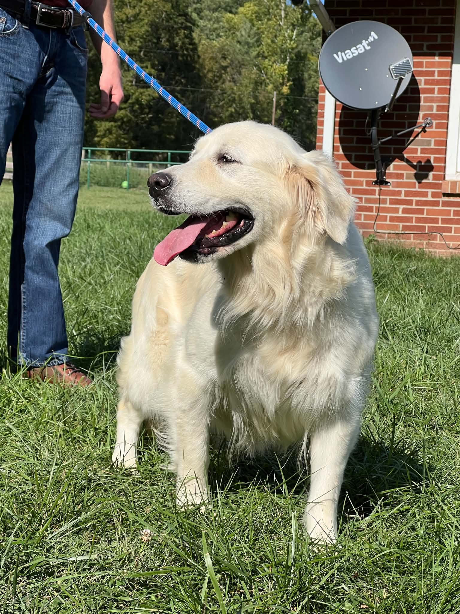 A portrait of Kierra who is a purebred Russian Golden Retriever female.