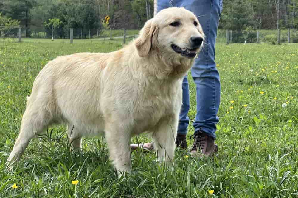 A portrait of Kimber who is a purebred Golden Retriever female.