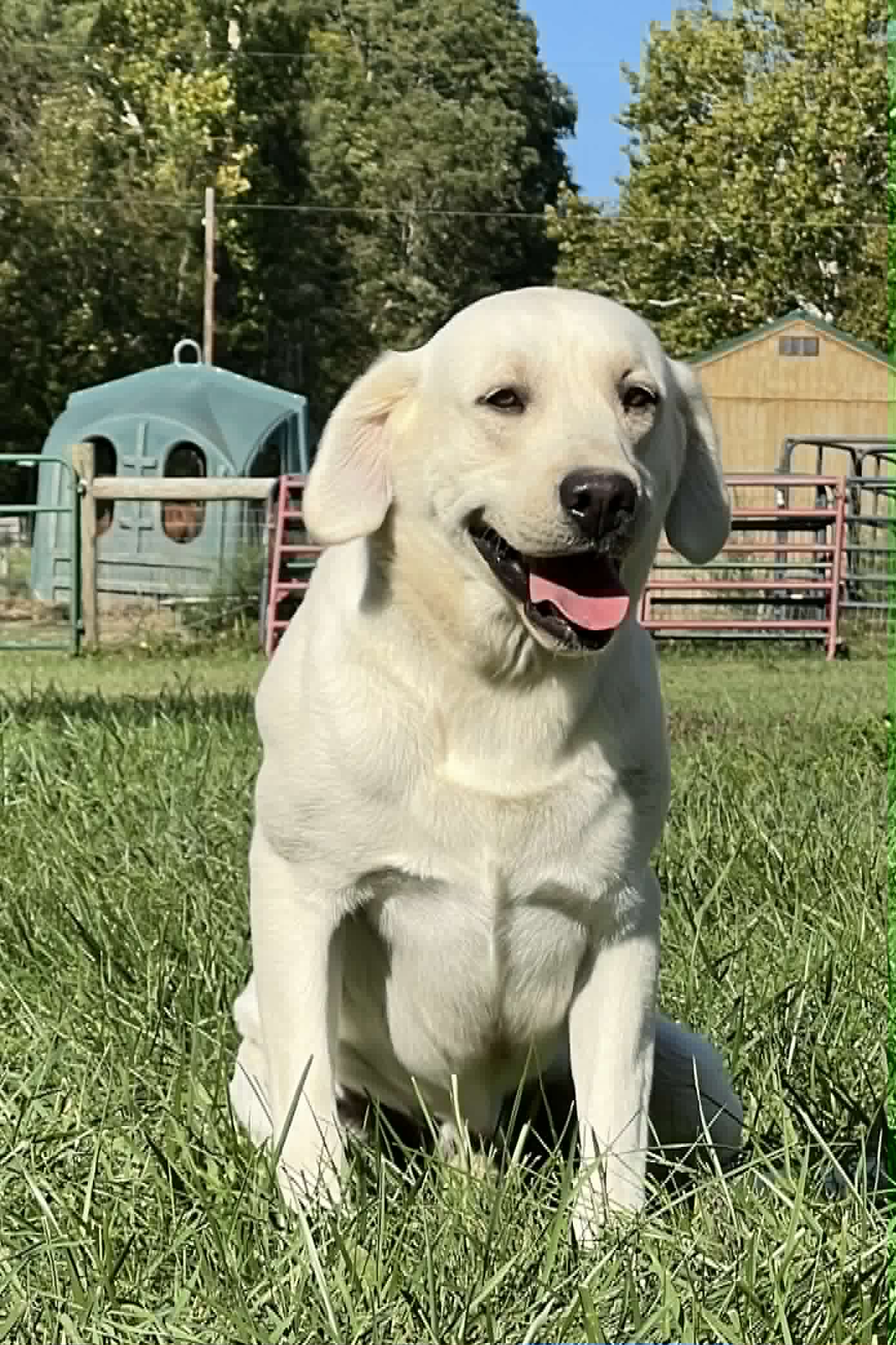 A portrait photograph of Kylo who is a purebred yellow Labrador Retriever sire.
