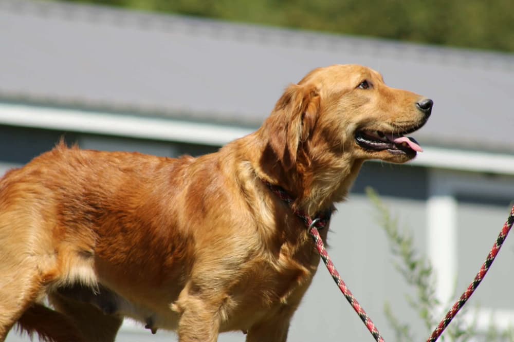 A portrait photograph of Legend who is a purebred Golden Retriever female.