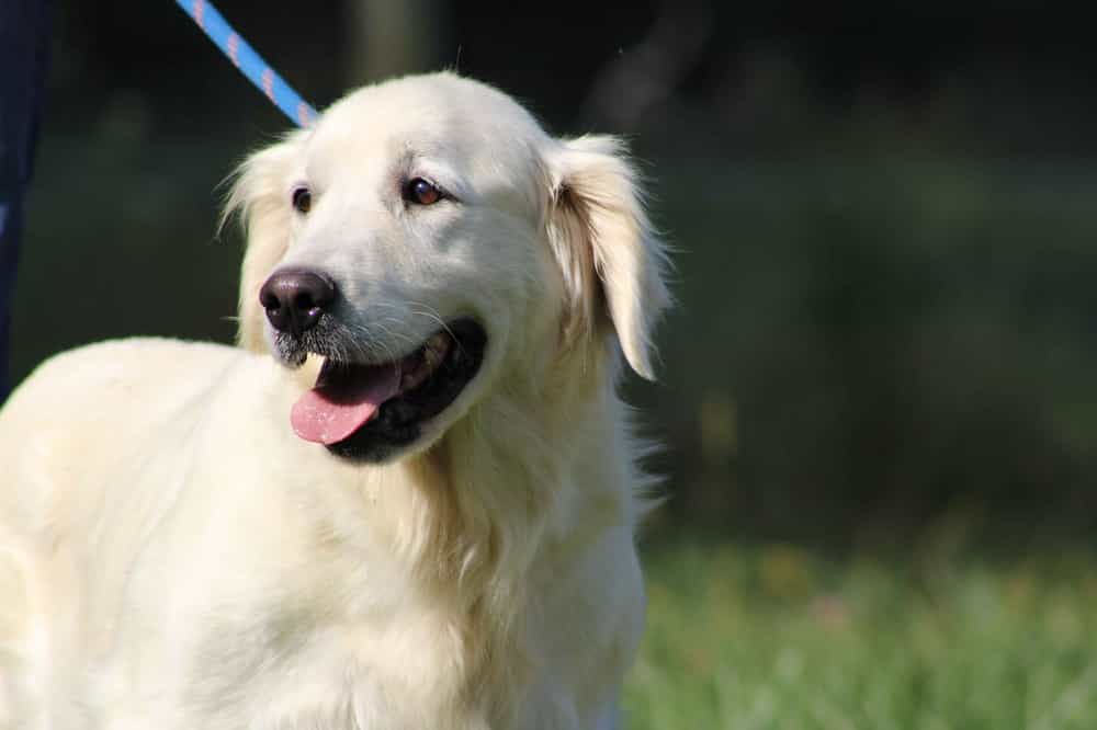 A portrait of Lilly who is a purebred Russian Green Golden Retriever female.