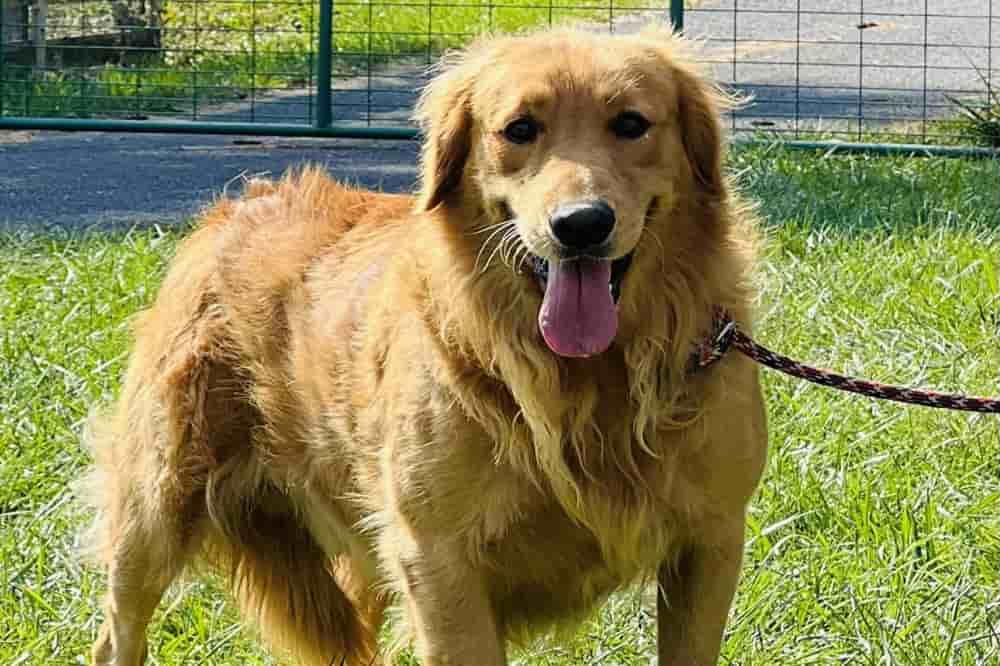 A portrait of Locke who is a purebred Golden Retriever sire.