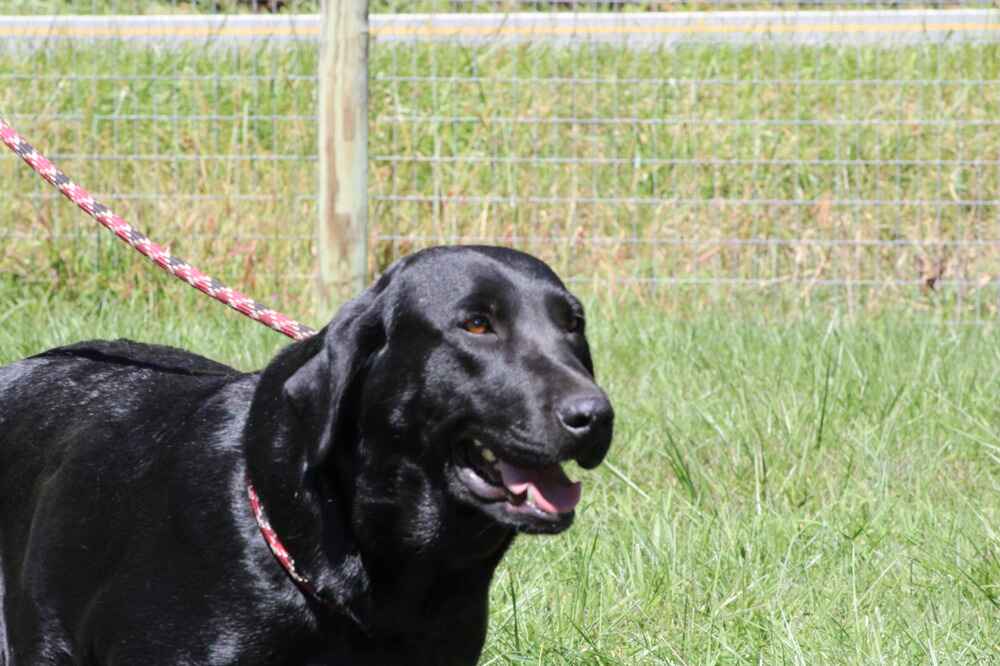 A portrait of Luna who is a black Labrador Retriever female.