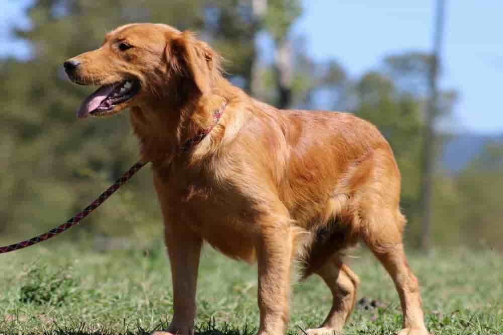 A portrait of Maggie who is a purebred Golden Retriever female.