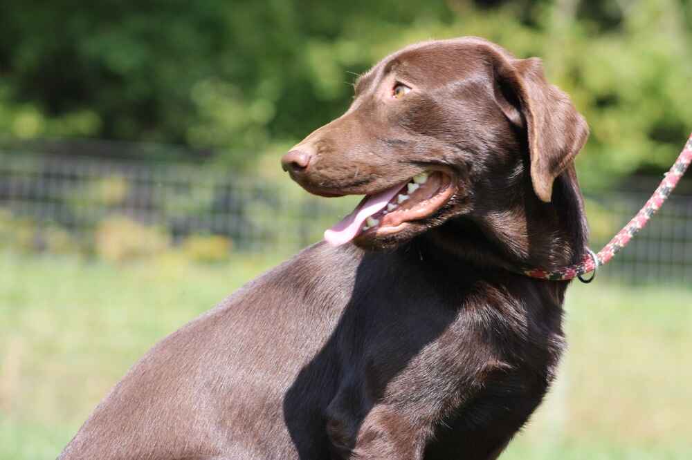 A portrait of Mocha who is a purebred chocolate Labrador Retriever female.