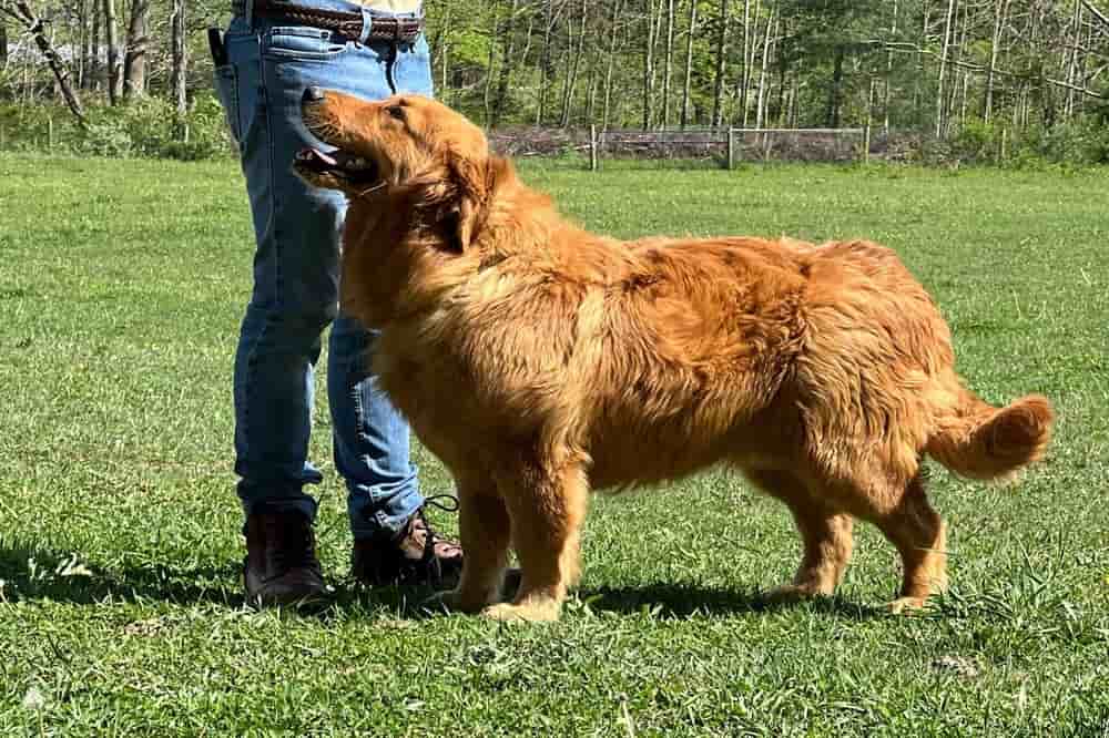 A portrait of Mr. Toodles who is a purebred Golden Retriever sire.