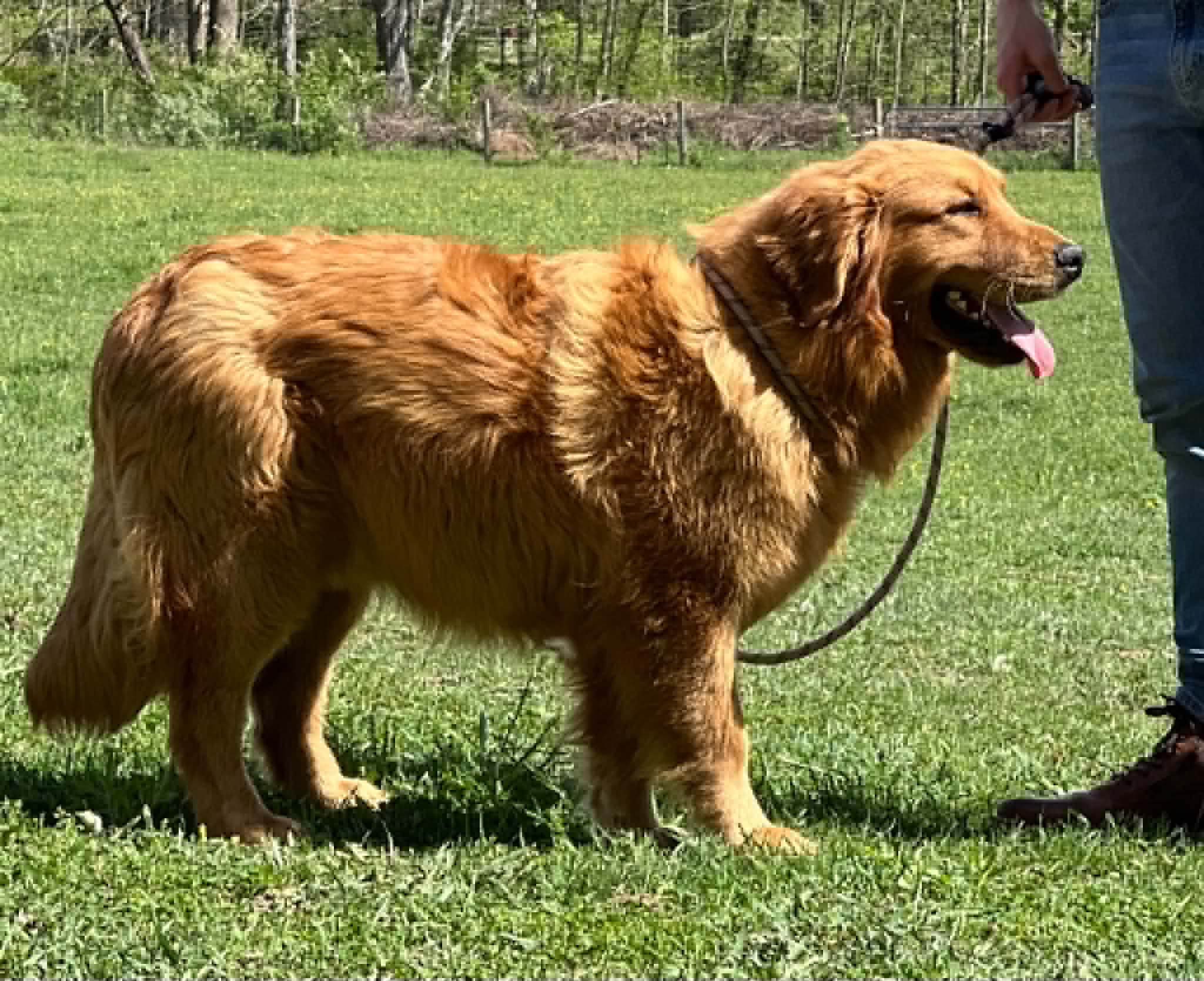 A portrait of Mr. Toodles who is a purebred Golden Retriever sire.