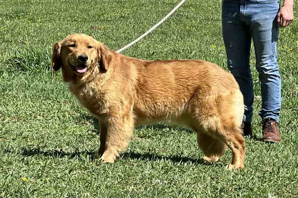 A portrait of Natasha who is a purebred Golden Retriever female.