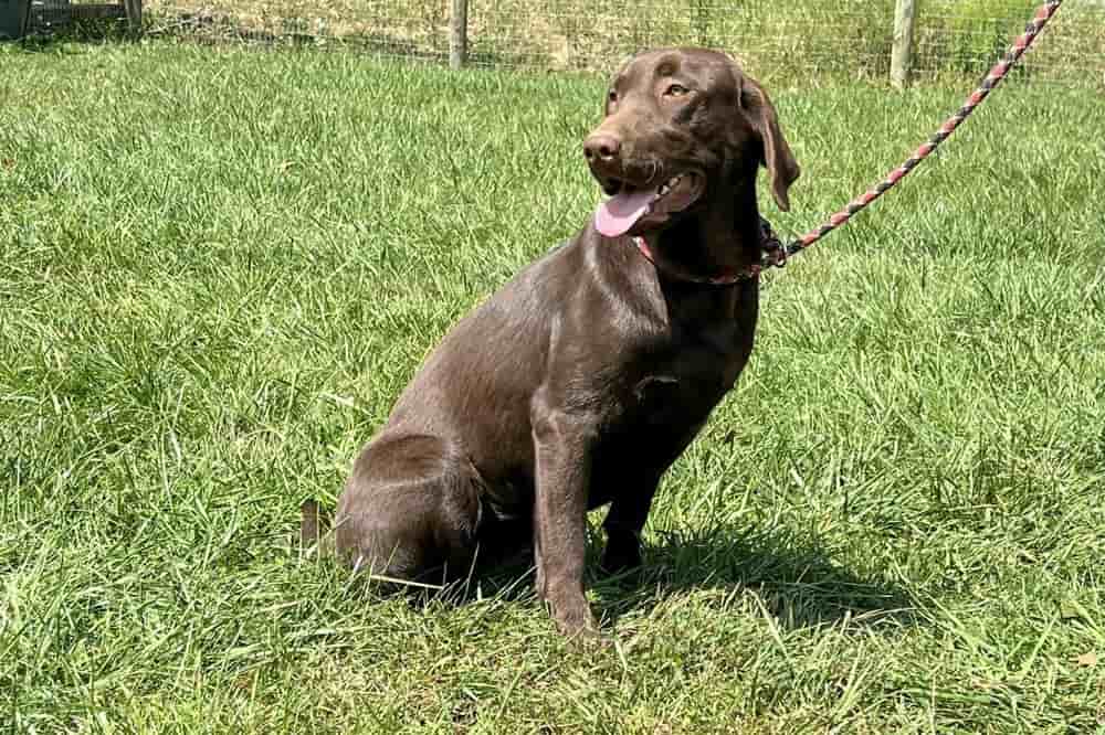 A portrait of Oakley who is a chocolate Labrador Retriever female.