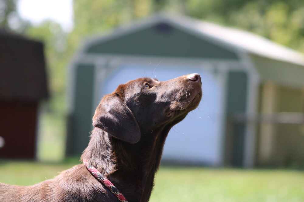 A portrait of Paige who is a purebred silver Labrador Retriever female.
