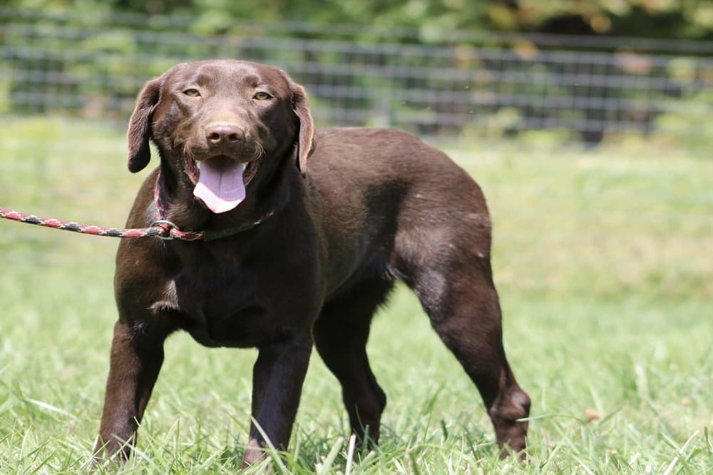 A portrait of Paradox who is a purebred chocolate Labrador Retriever female.
