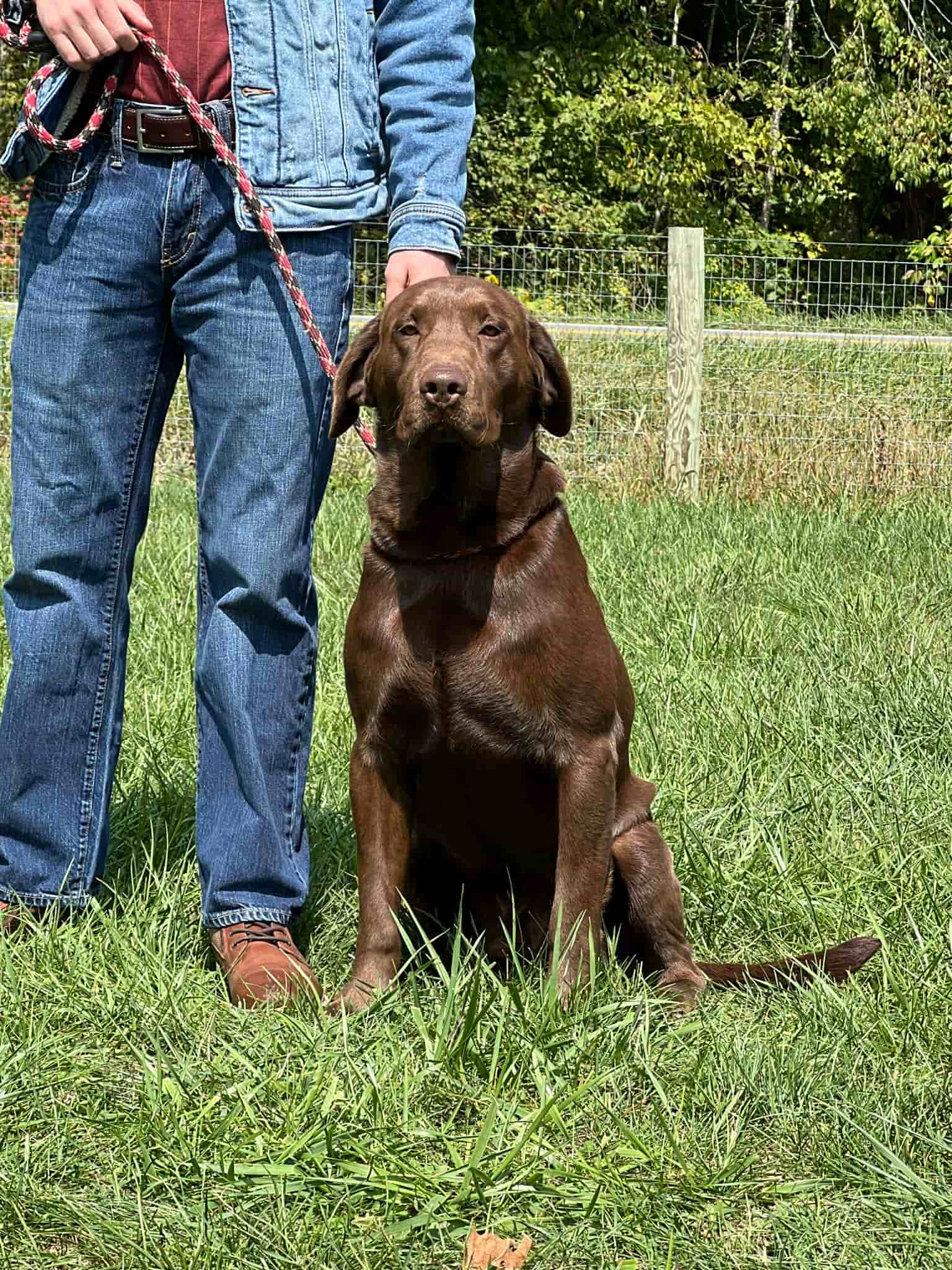 A portrait photograph of Renegade who is a purebred chocolate Labrador Retriever sire.