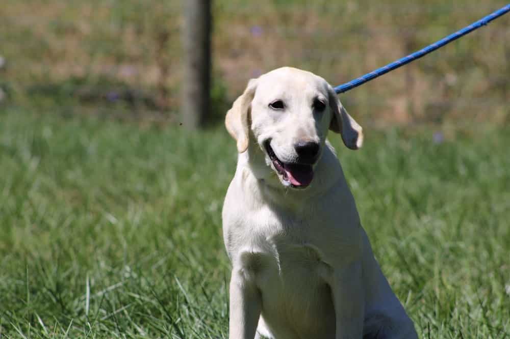 A portrait photograph of Samantha who is a yellow Labrador Retriever female.