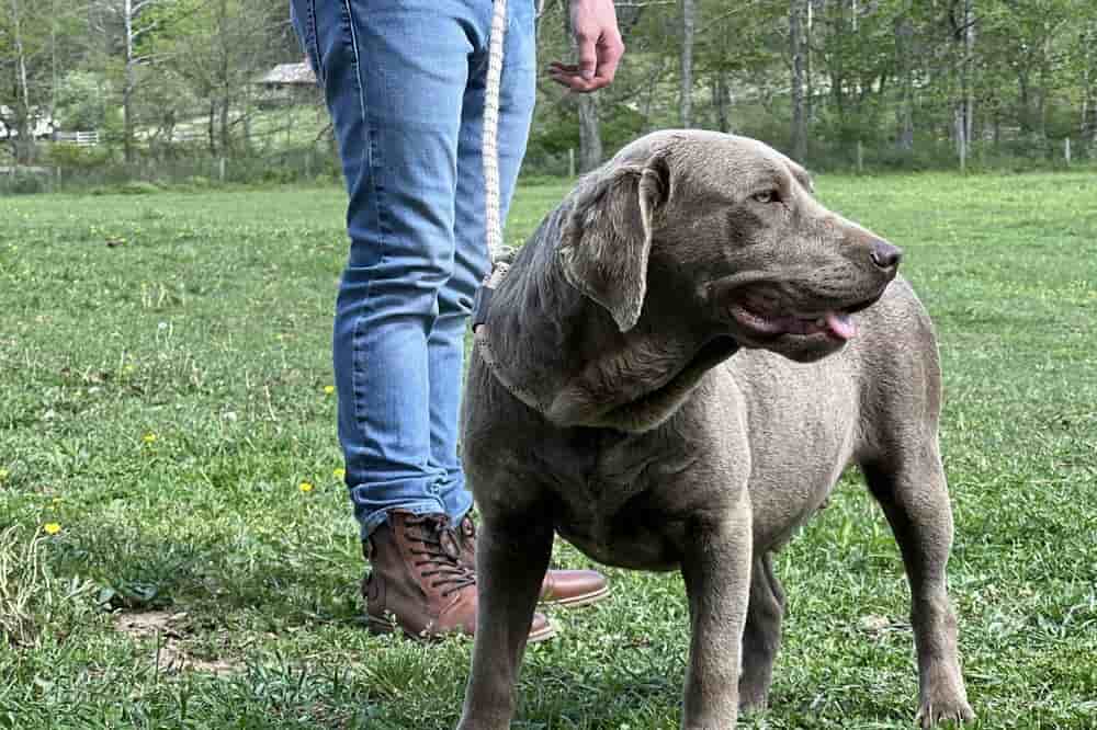 A portrait of Skyrim who is a purebred silver Labrador Retriever female.