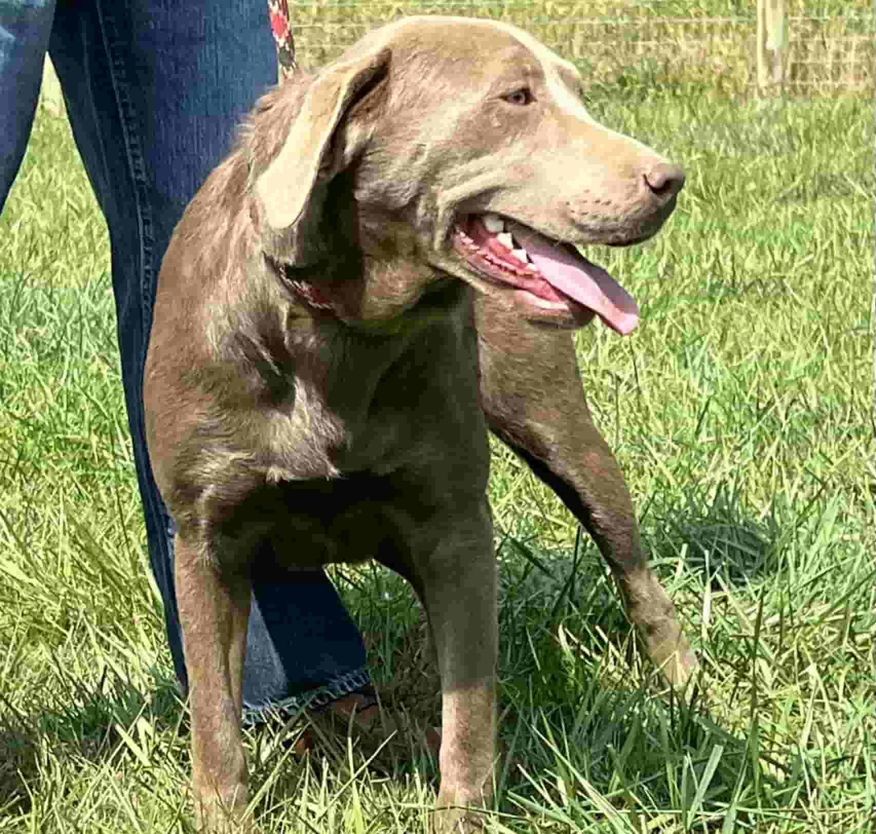 A portrait of Storm who is a purebred silver Labrador Retriever female.