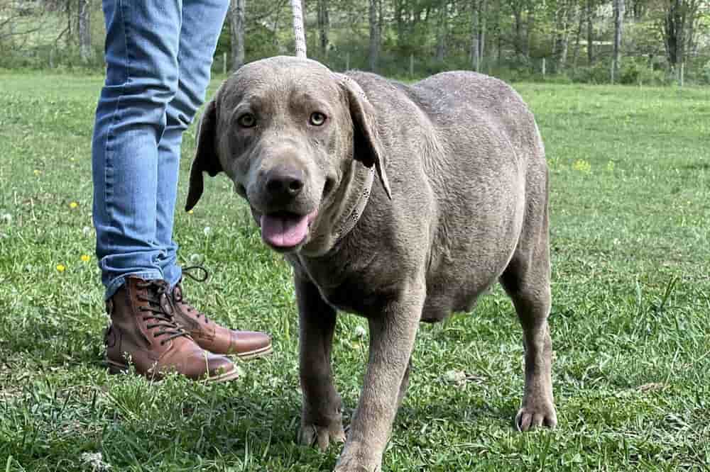 A portrait of Sylvanas who is a purebred silver Labrador Retriever female.
