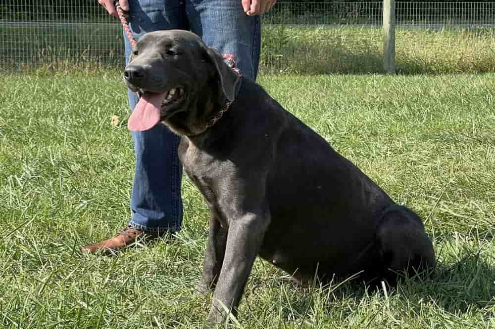A portrait of Waffles who is a purebred silver Labrador Retriever female.