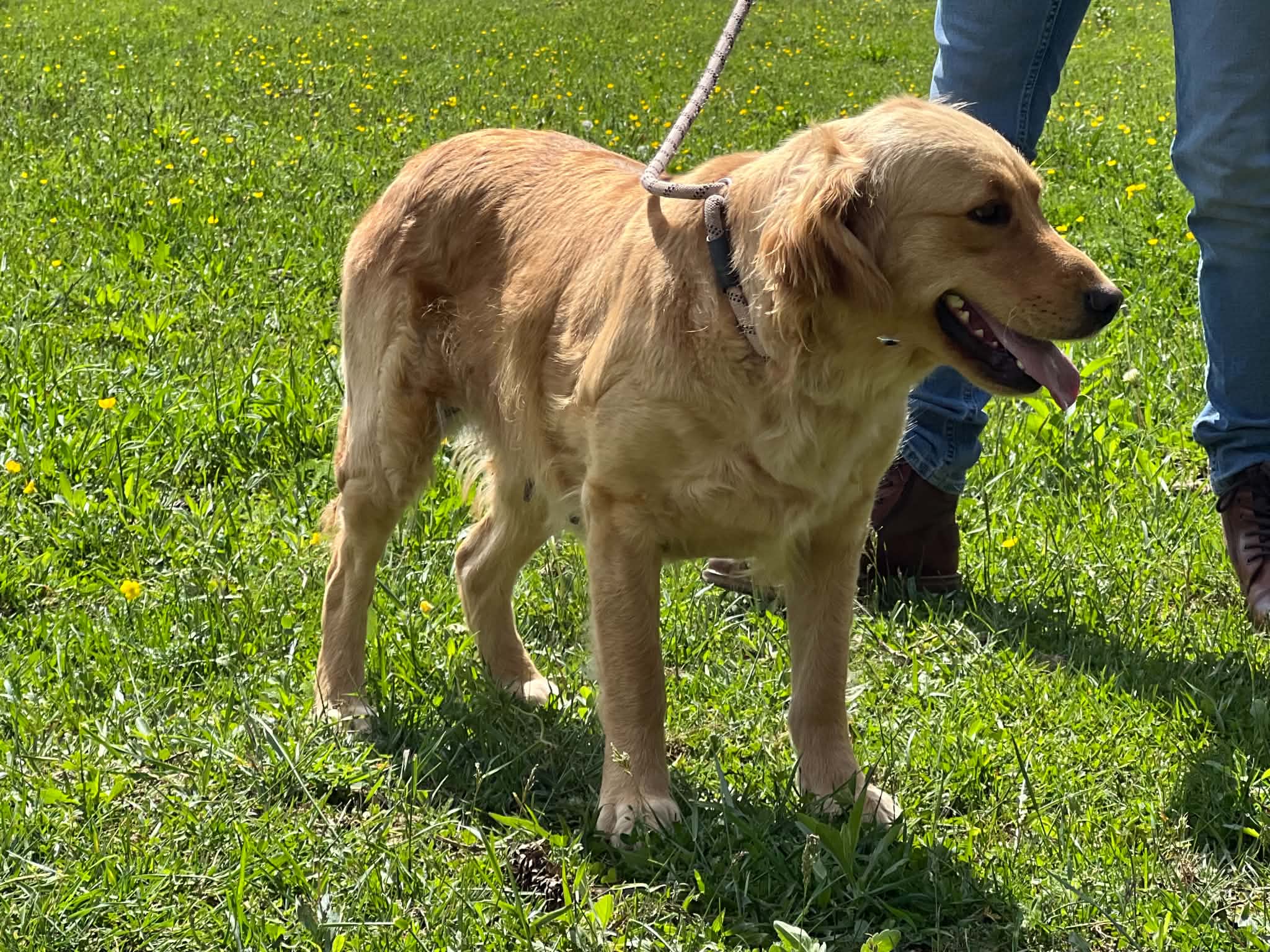 A portrait of Zelda who is a purebred Golden Retriever female.