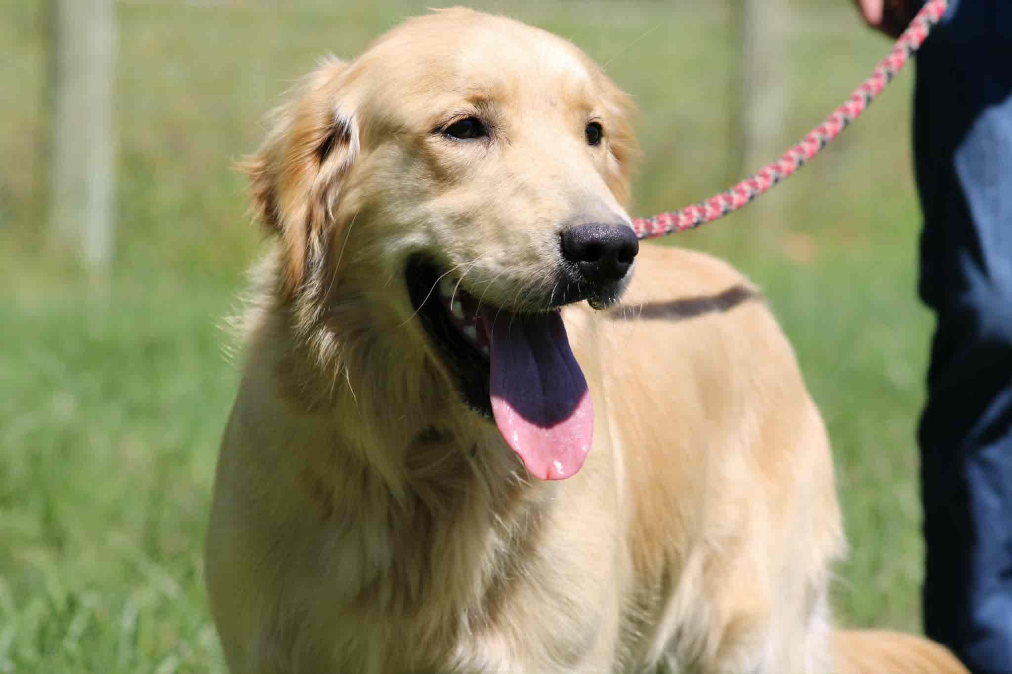 A portrait of Zella who is a purebred Golden Retriever female.