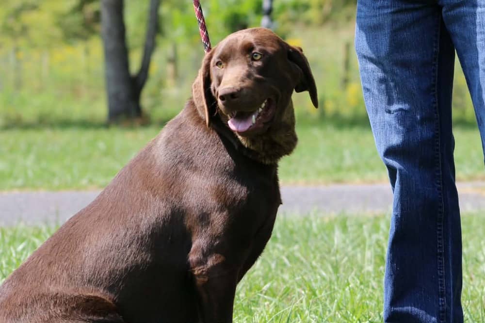 A portrait of Zenyatta who is a purebred chocolate Labrador Retriever female.