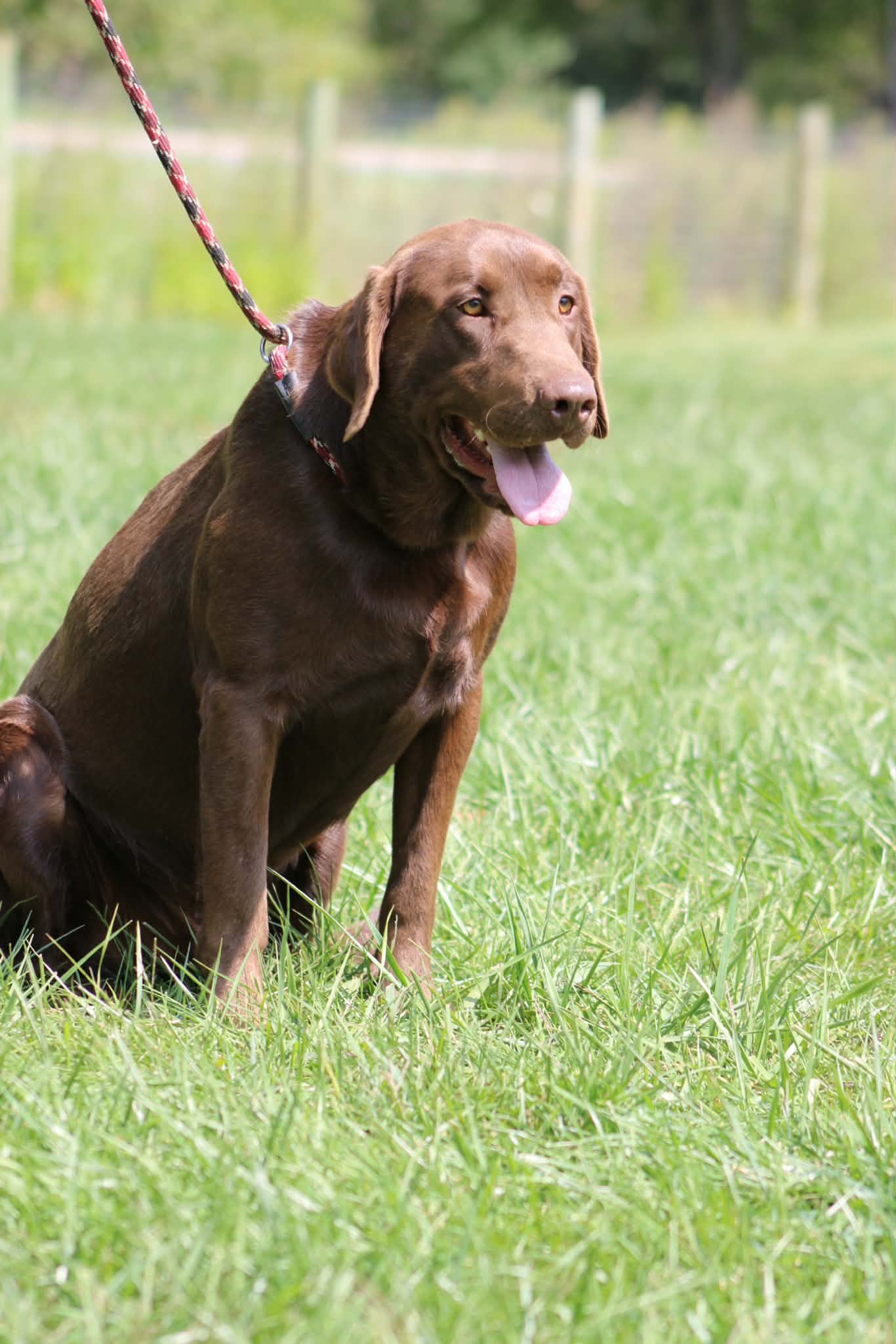A portrait photograph of Zuko who is a purebred Labrador Retriever female.