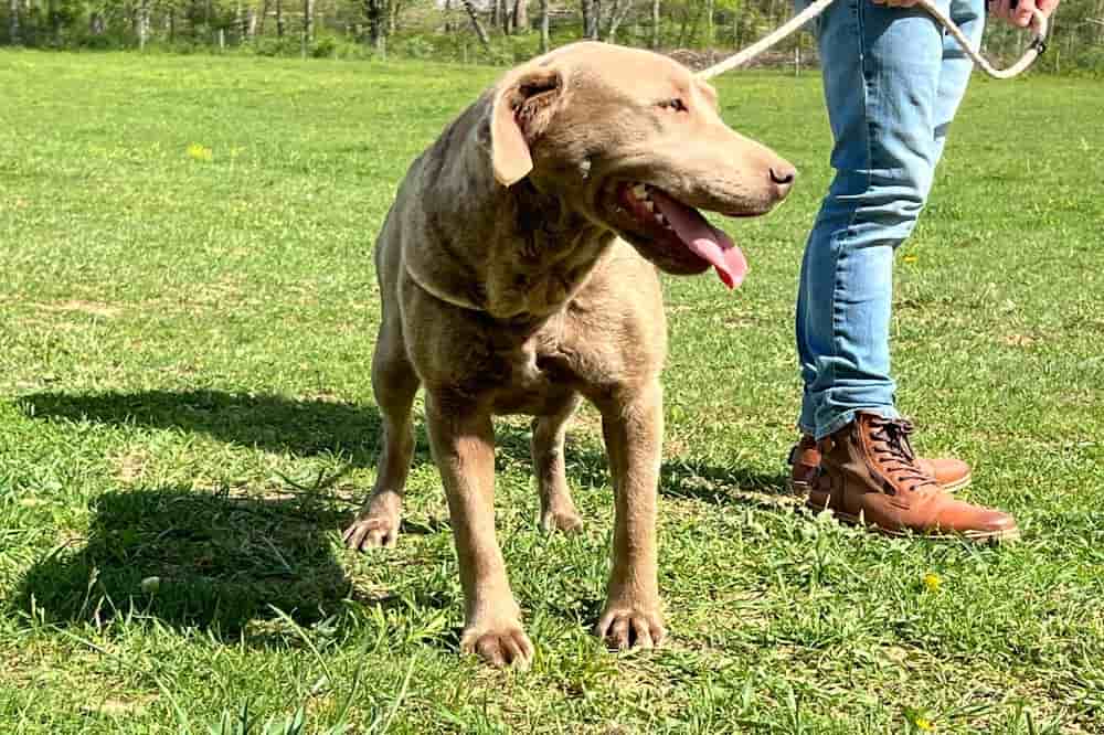 A portrait photograph of Zuri who is a purebred silver Labrador Retriever female.