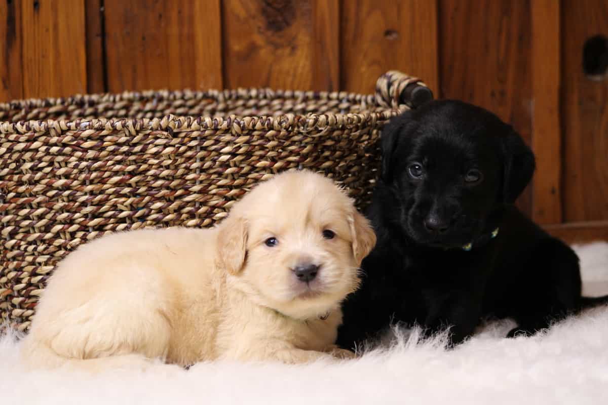An eight week old light Golden Retriever and black Labrador Retriever puppy sitting besides a weaved basket.