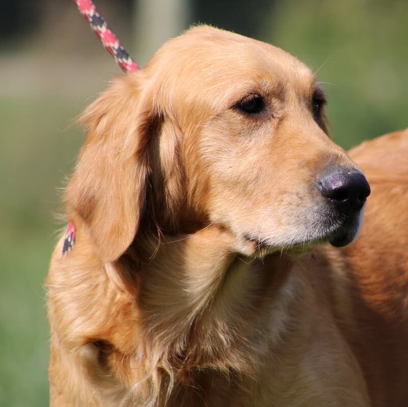 A portrait of an adult Golden Retriever standing in a grass field.